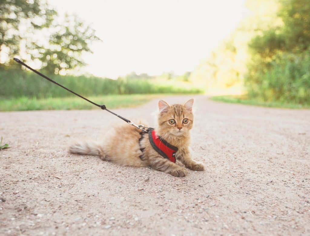 Speaking of Pets Ever wanted to walk your cat on a leash? Here's how